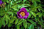 Monte Baldo (Trentino) - Peonia Selvatica